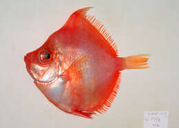 Image of Boarfish
