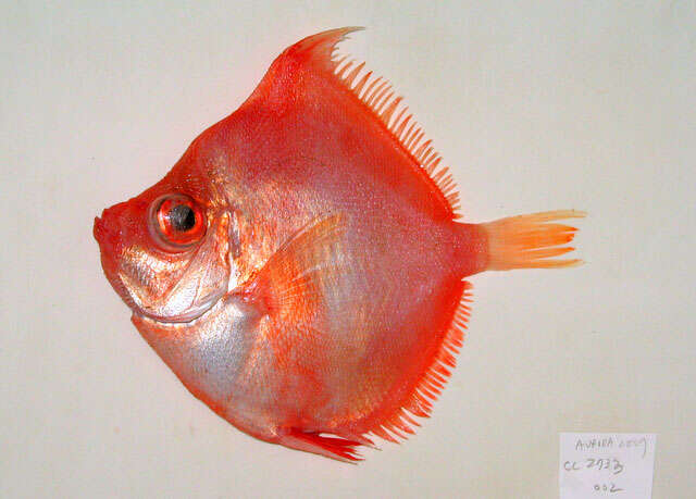 Image of Boarfish