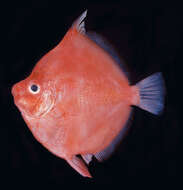 Image of Boarfish