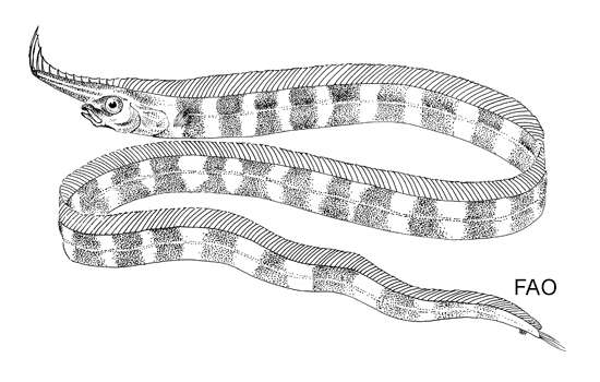 Image of Eumecichthys