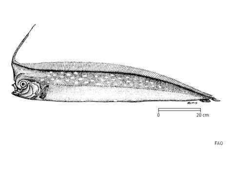 Image of Crested Bandfish