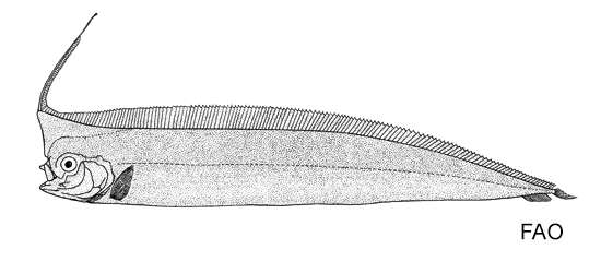 Image of Crested Bandfish