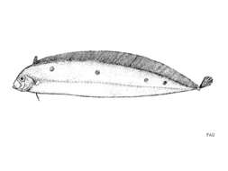 Image of Deal fish