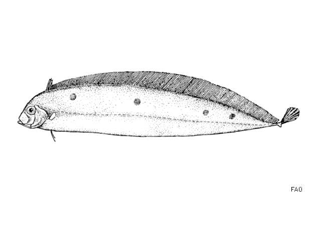 Image of Deal fish