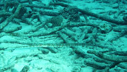 Image of Blue-spotted Cornetfish