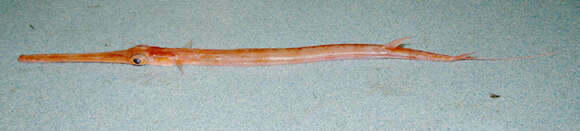 Image of Blue-spotted Cornetfish