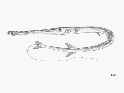 Image of Blue-spotted Cornetfish