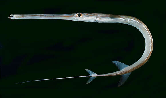 Image of Pacific cornetfish