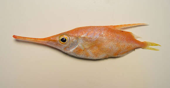 Image of Slender snipefish