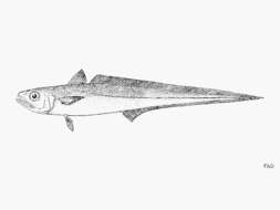 Image of Argentine straptail