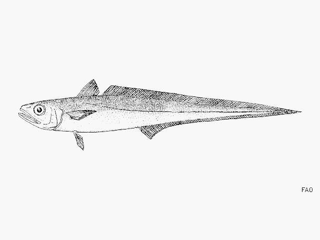 Image of Argentine straptail