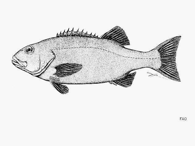 Image of Stereolepis