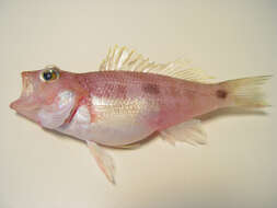 Image of Twospot Sea Bass