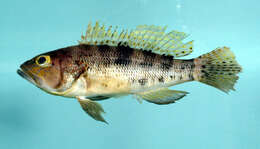 Image of Bank sea bass