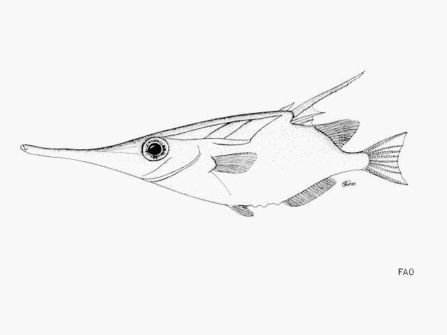 Image of Macroramphosus