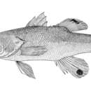 Image of Cave Bass