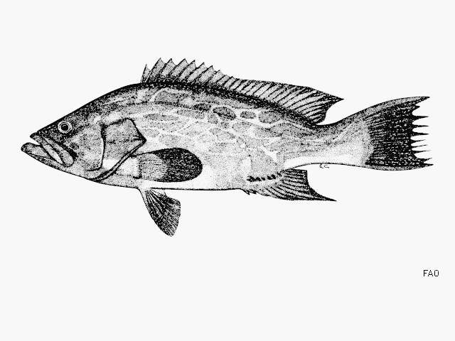 Image of Broom-tail Grouper