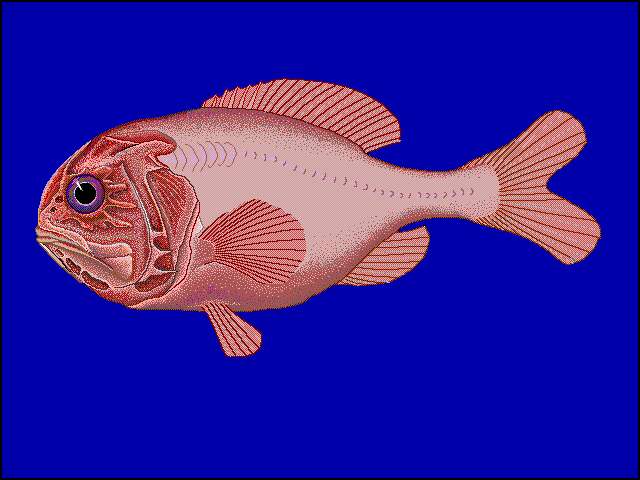 Image of Deep sea perch