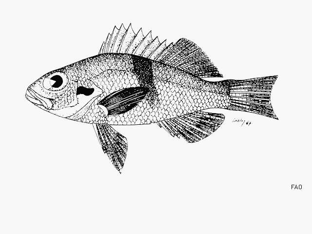 Imagem de Serranus atrobranchus (Cuvier 1829)