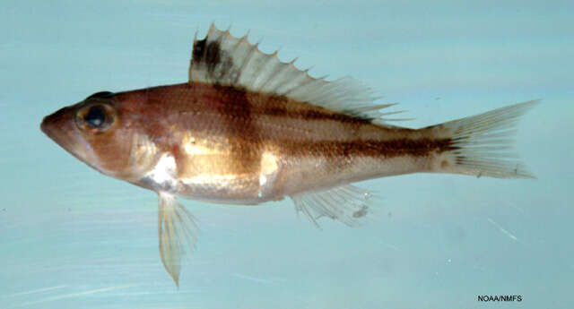 Imagem de Serranus phoebe Poey 1851