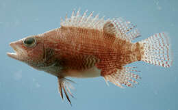 Serranus subligarius (Cope 1870) resmi