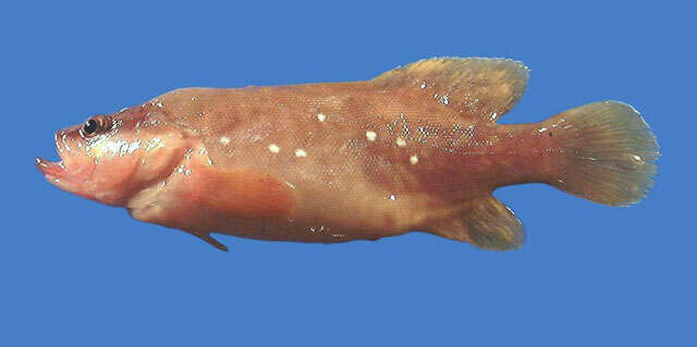 Image of Whitespotted soapfish