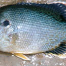 صورة Lepomis cyanellus Rafinesque 1819