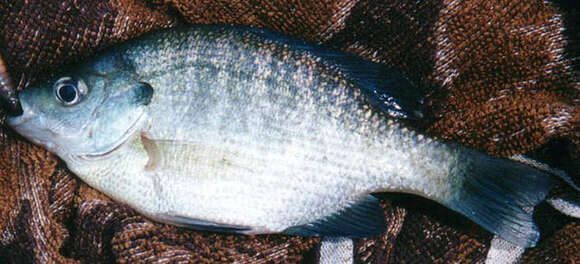 Image of Bluegill Sunfish