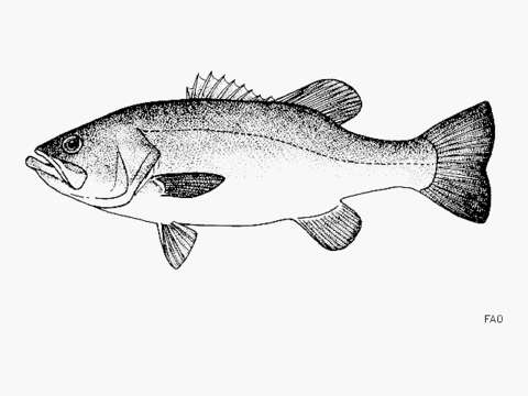 Image of black bass