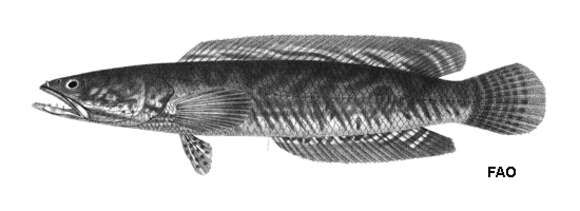 Image of Asian Snakehead