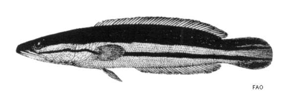 Image of Giant Snakehead