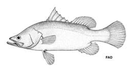 Image of Asian seabass