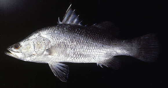 Image of Asian seabass