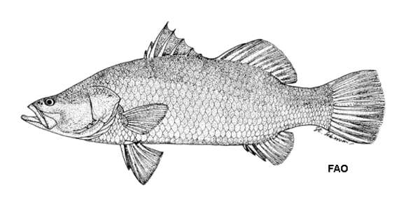 Image of Asian seabass