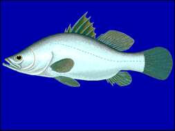 Image of African Snook