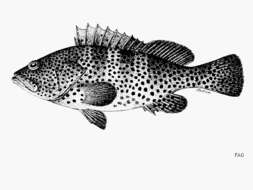 Image of Grouper