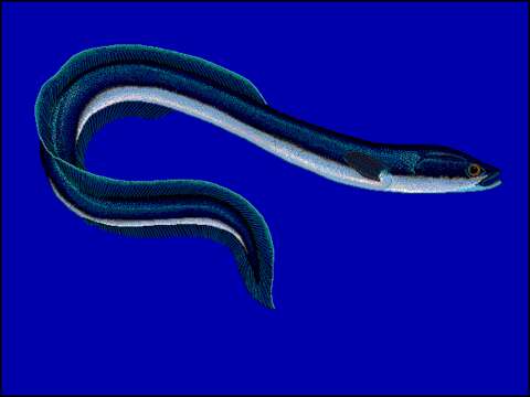 Image of European Eel