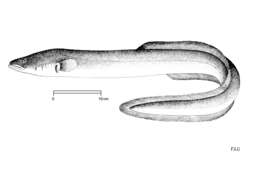 Image de anguille