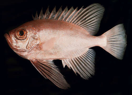 Image of Cookeolus