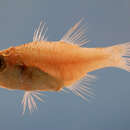 Image of Bigtooth Cardinalfish