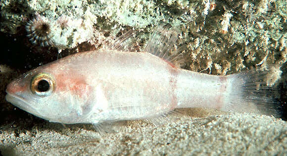 Image of Barred Cardinalfish