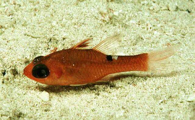 Image of Whitestar Cardinalfish