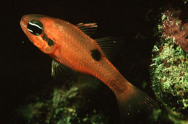 Image of Flamefish