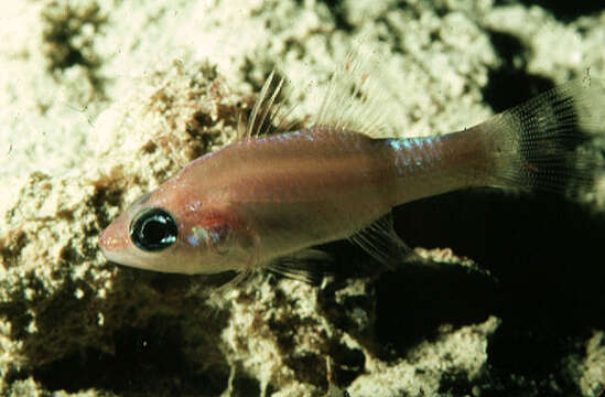 Image of Mimic Cardinalfish