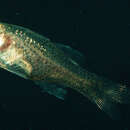 Image of Sponge Cardinalfish