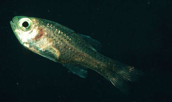 Image of Sponge Cardinalfish