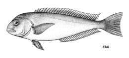 Image of Latilus princeps