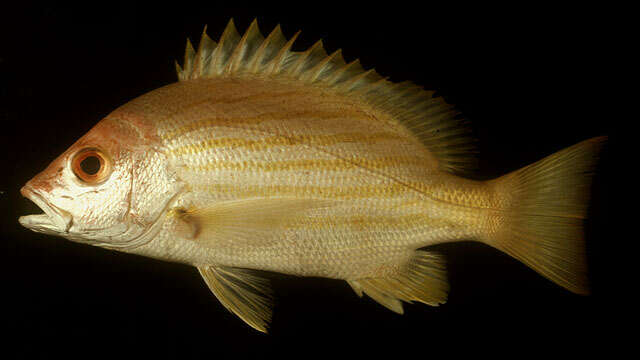 Image of Red snapper