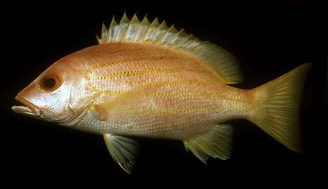 Image of Red snapper