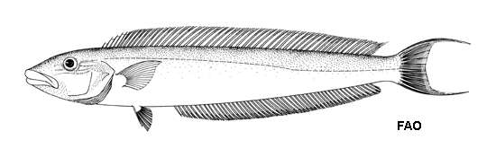 Image of Muttonfish